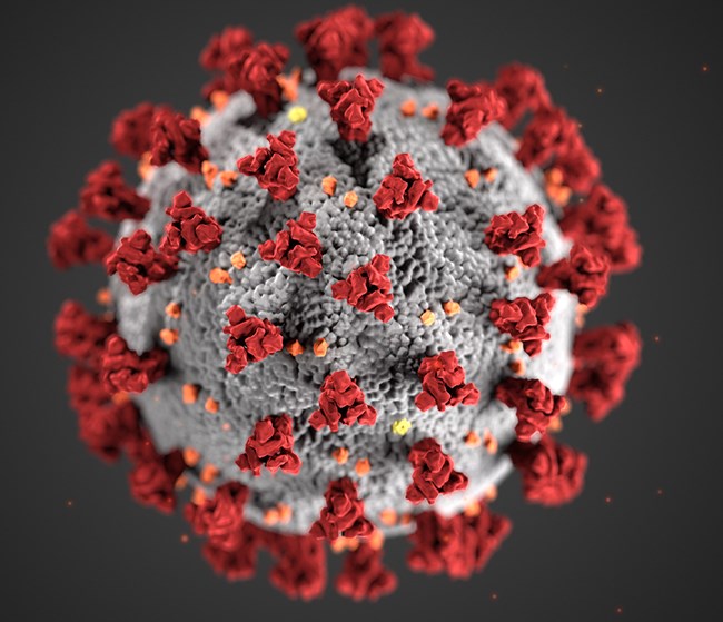 coronavirus-image